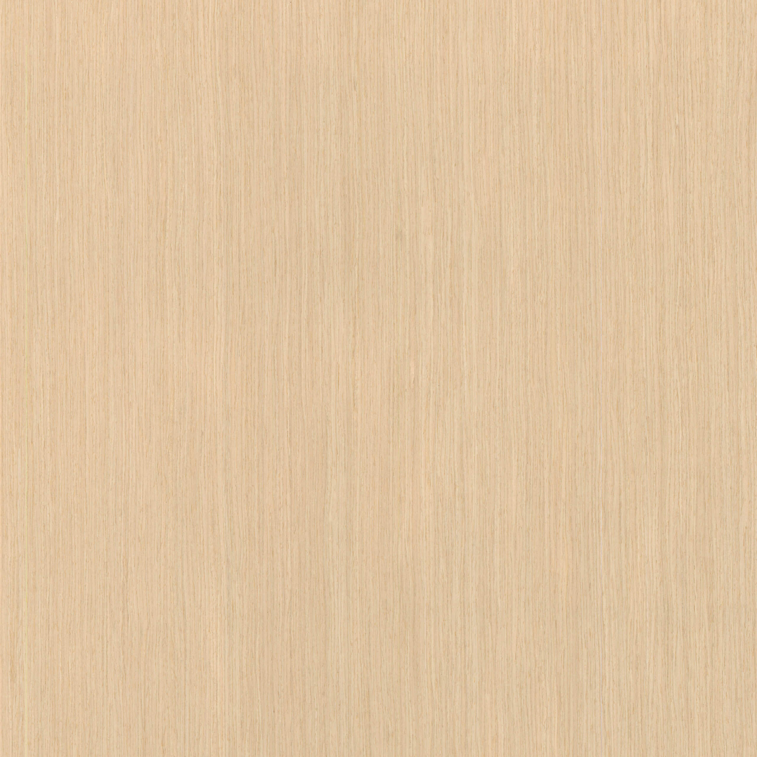 Okleina Oak White Semiquartercut 601BDS 6090053 ZV-36